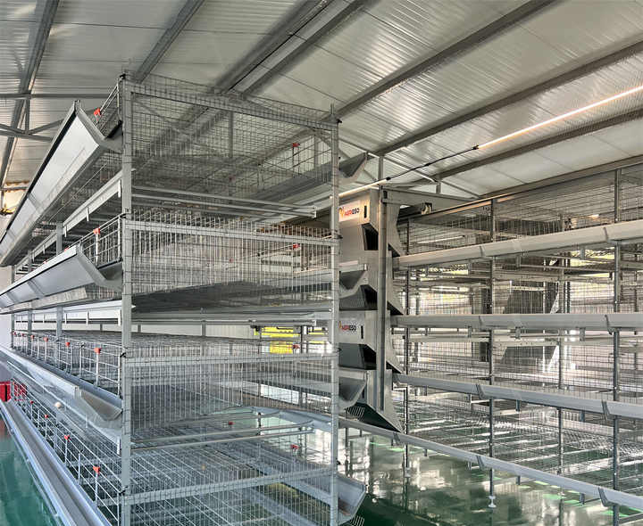 Chicken Laying Battery Cages Hot Dip Galvanised 3/4 Tiers Chicken h Type Layer Cage Manure Egg Collection System