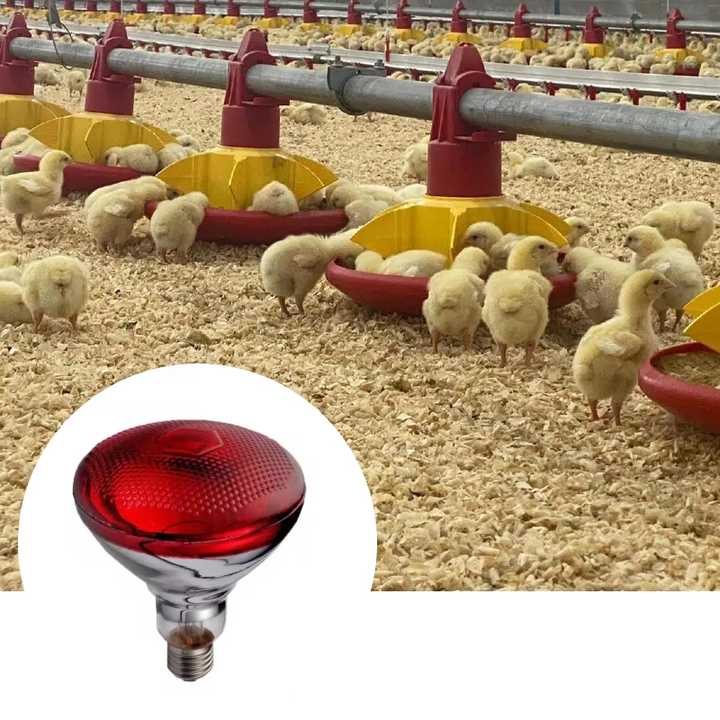 4 Inch Polypropylene Poultry Perforated Chicken Egg Cross Collecction Conveyor Belt Rollers Egg Transport Solution